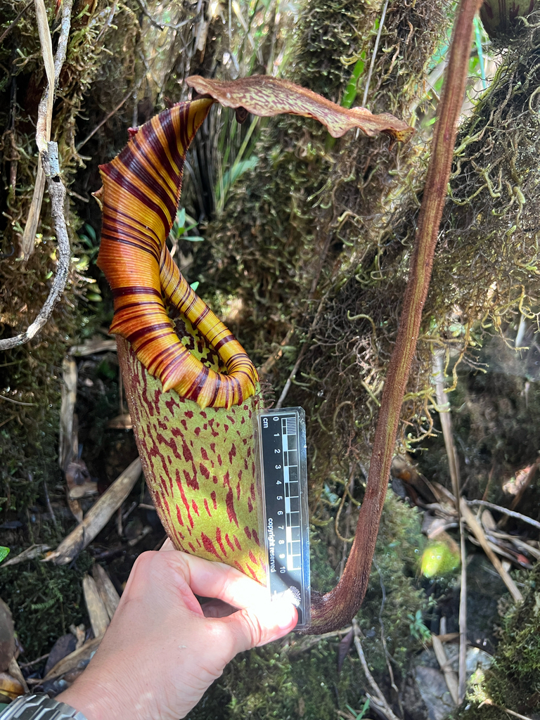 Nepenthes pongoides Damit, N.A.M.Yusof, Jumian & A.S.Rob.