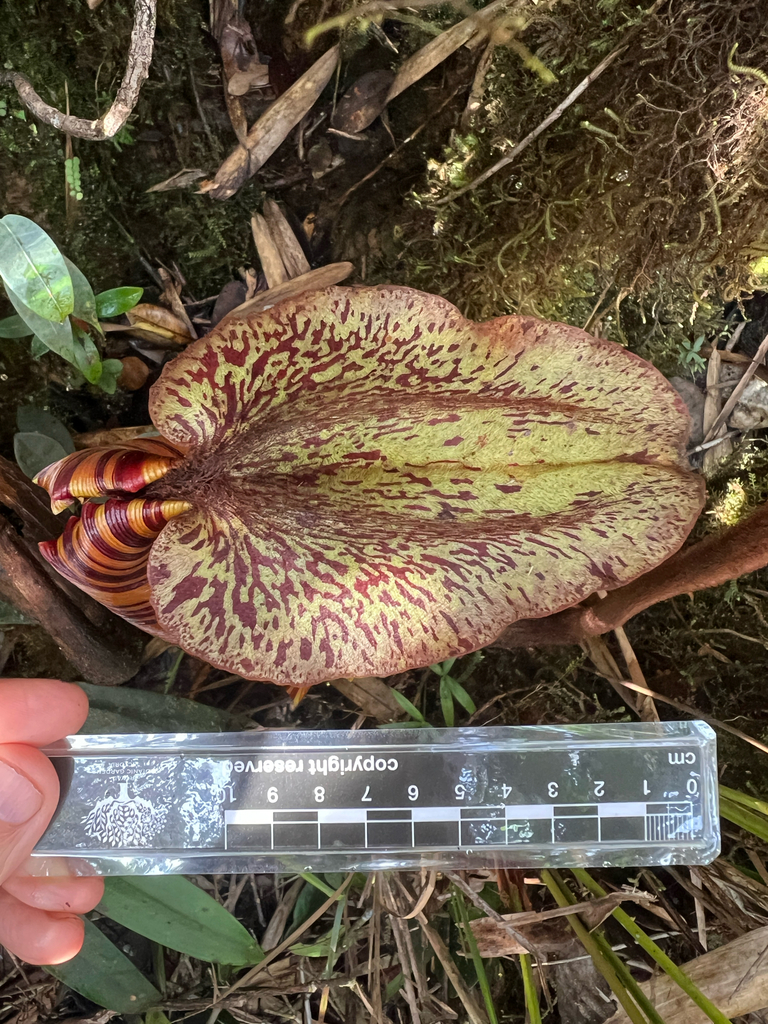 Nepenthes pongoides Damit, N.A.M.Yusof, Jumian & A.S.Rob. 2