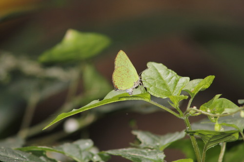 Cyanophrys goodsoni
