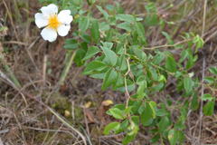 Rosa sempervirens