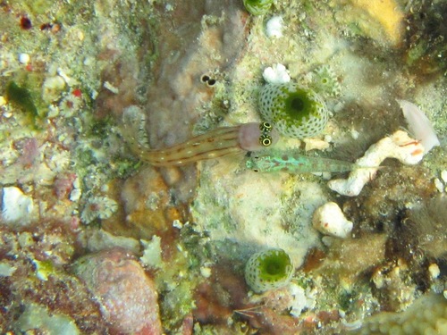 Ecsenius trilineatus