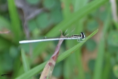 Agriocnemis lacteola