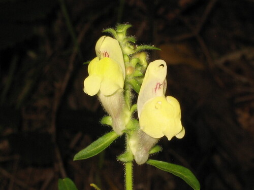 Antirrhinum meonanthum (Antirrhinum meonanthum)