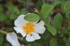 Rosa sempervirens