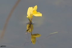 Utricularia aurea