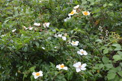 Rosa sempervirens