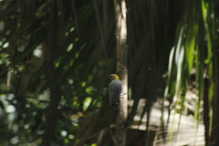 Melanerpes aurifrons