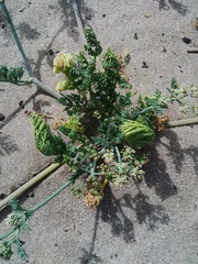 Capnophyllum africanum