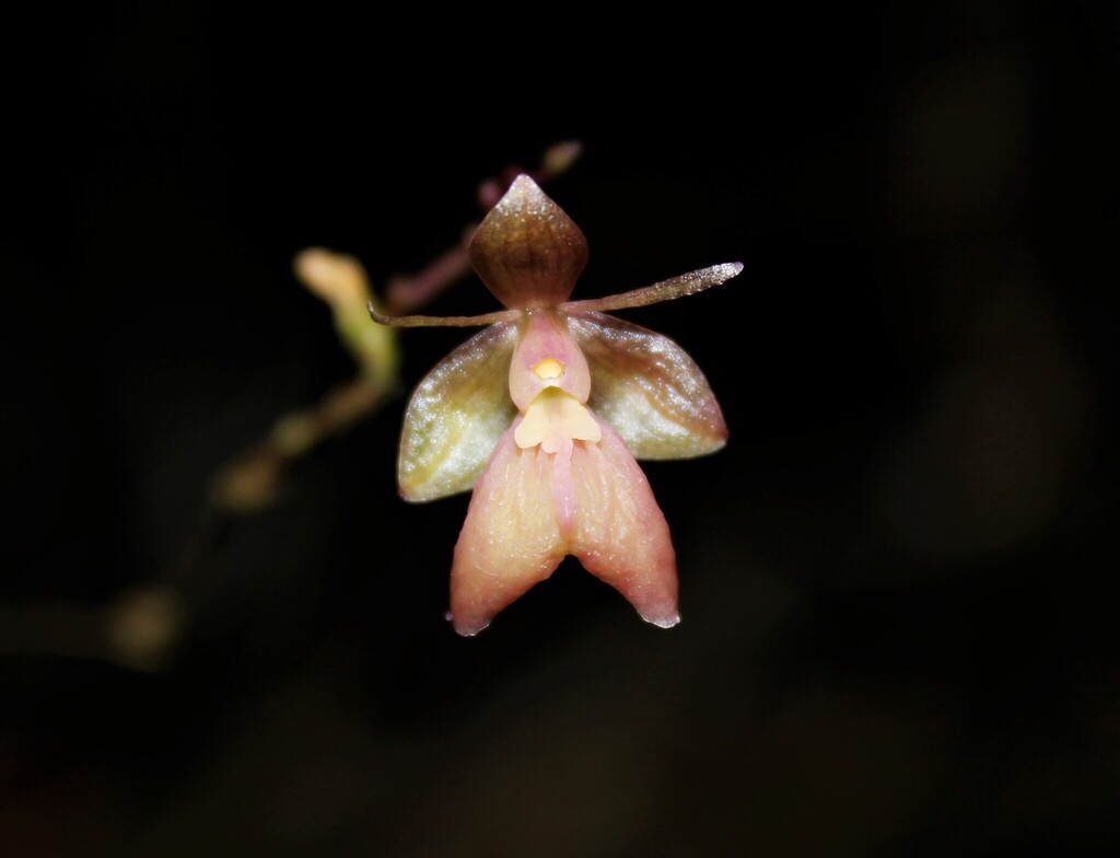 Epidendrum polygonatum