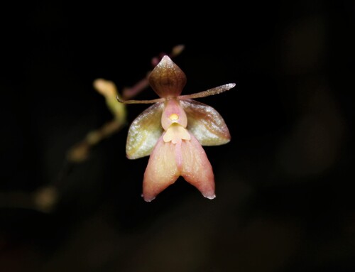 Epidendrum polygonatum Lindl.