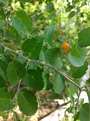 Celtis pallida