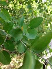 Celtis pallida