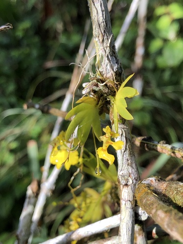 Erycina glossomystax, 2025-08-02