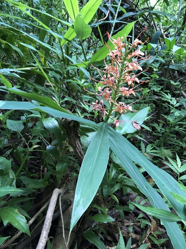 Hedychium coccineum observed 2019-07-24