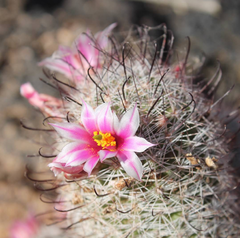 Mammillaria sheldonii