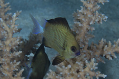 Dascyllus reticulatus