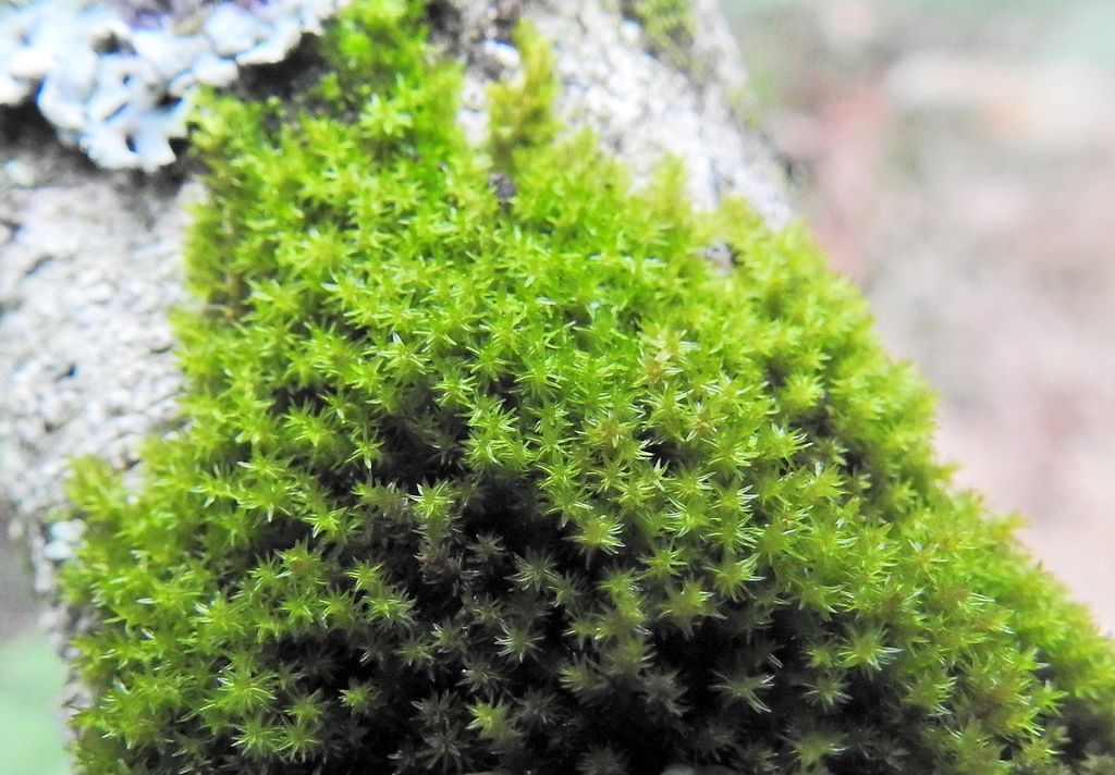Macromitrium serpens