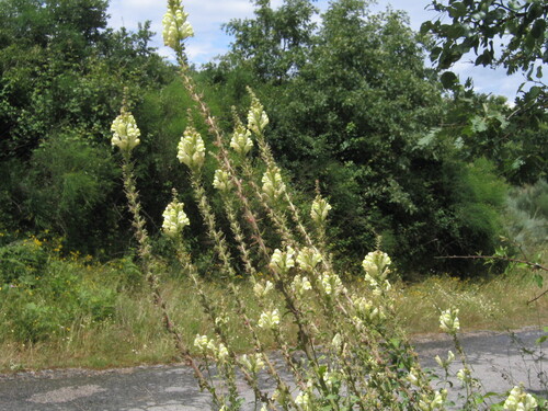 Antirrhinum meonanthum (Antirrhinum meonanthum)