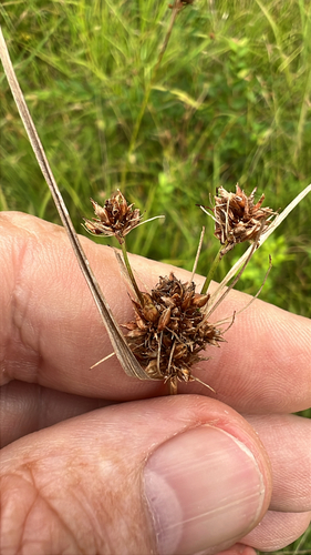 Globe Beaksedge (Rhynchospora recognita)