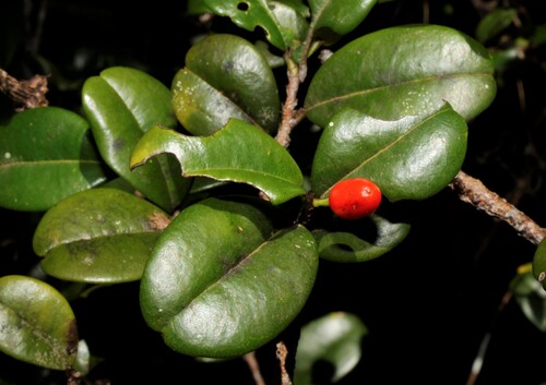 Erythroxylum baracoense (Erythroxylum baracoense)