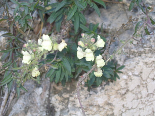 Antirrhinum meonanthum (Antirrhinum meonanthum)