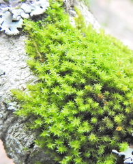 Macromitrium serpens