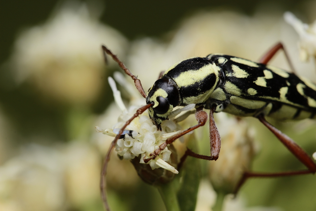Trichoxys vitticollis