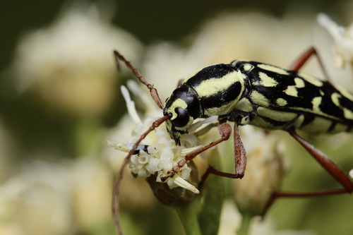 Trichoxys vitticollis