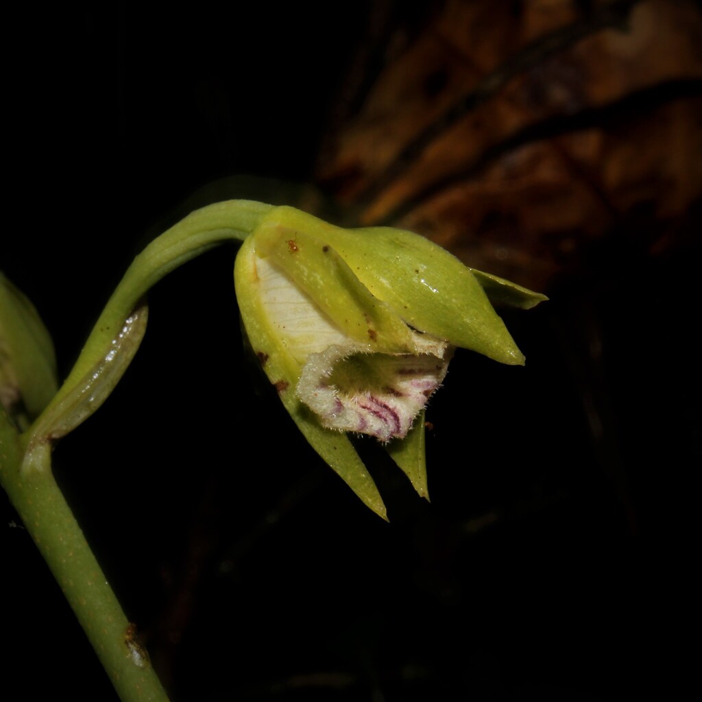 Galeandra bicarinata