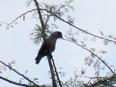 Poicephalus rufiventris