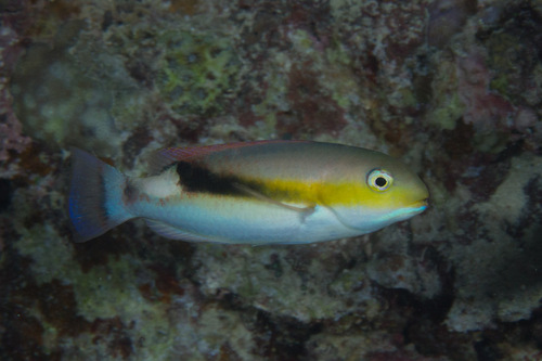 Jordan's tuskfish (Choerodon jordani) — Labridae — 4