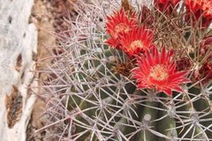 Ferocactus emoryi