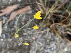 Eriospermum abyssinicum