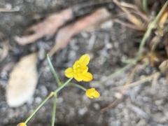 Eriospermum abyssinicum