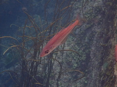 Pollachius pollachius