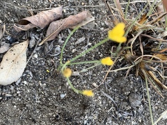 Eriospermum abyssinicum