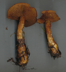 Aureonarius neocallisteus