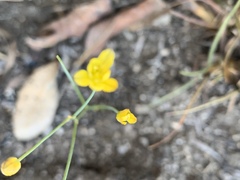 Eriospermum abyssinicum