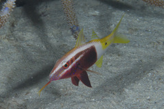Parupeneus barberinoides