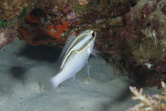 Scolopsis trilineata