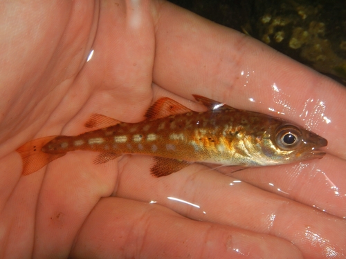 Atlantic cod (Gadus morhua) — Gadidae