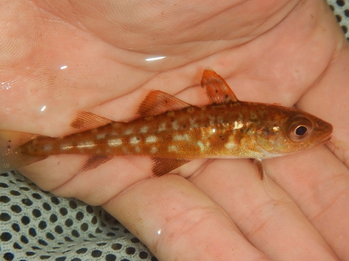 Foto de Bacalao (Gadus morhua)