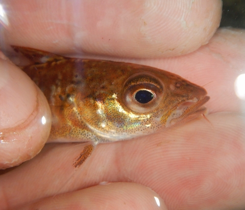 Foto de Bacalao (Gadus morhua)