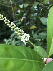 Citharexylum caudatum