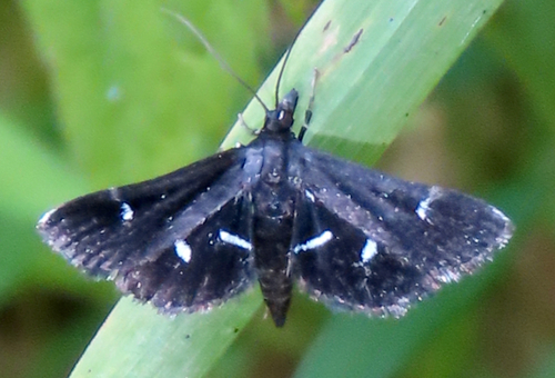 Black shawl moth photo 4