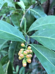 Citharexylum caudatum