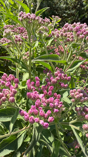 iNaturalist observation photo of marsh fleabane