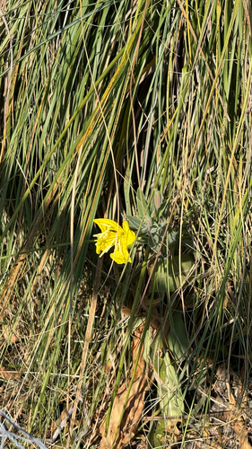 iNaturalist observation photo of tall evening primrose