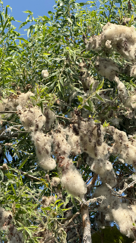 iNaturalist observation photo of Goodding's willow