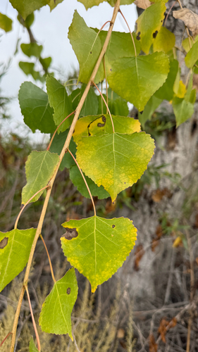 iNaturalist observation photo of Frémont Cottonwood